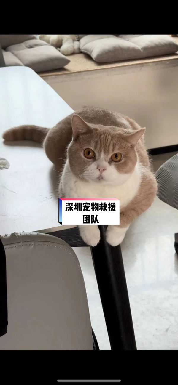 寻猫找猫团队爱宠侦探社:深圳宠物救援团队,专业救援团队宠物被困,需要专业救援团队,请联系我们团队,安全可靠,价格透明。@和猫住#寻猫启事 #猫丢了怎么办 #深圳宠物救援团队 #救援 #救援团队24小时专业救援