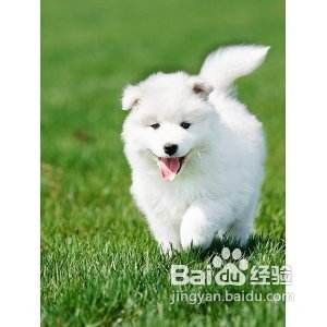 萨摩耶犬的叫声的攻略