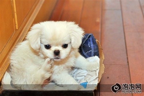 [摄影跟我学]宠物摄影的技巧与经验(4)