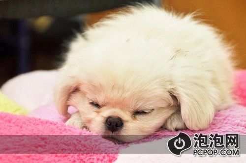 [摄影跟我学]宠物摄影的技巧与经验(6)