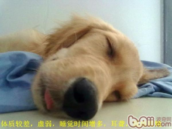 关于狗狗的老年痴呆症的症状 第1张