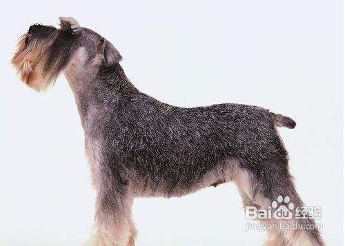 雪纳瑞性格温顺吗？