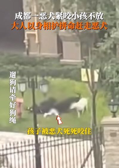 追新看点｜恶犬伤人频发，这些救命知识一定要知道