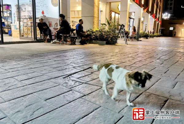 追新看点｜恶犬伤人频发，这些救命知识一定要知道