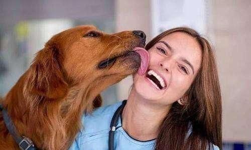 狗狗为什么喜欢舔人？它可能想要表达这5个意思！