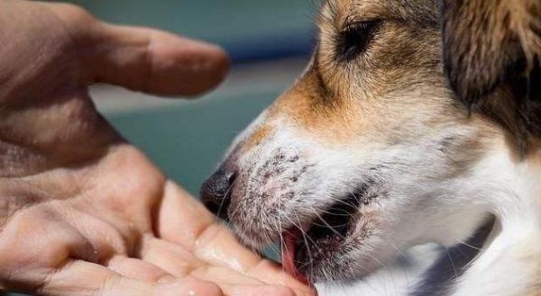 狗狗为什么喜欢舔人？它可能想要表达这5个意思！