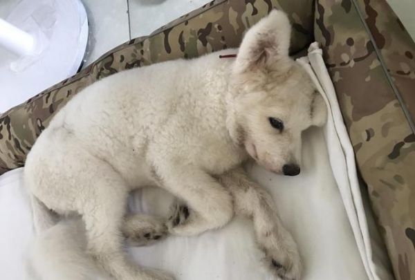 狗狗为什么喜欢舔人？它可能想要表达这5个意思！