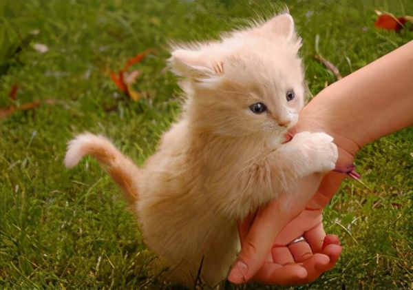 猫咪为什么总是喜欢舔人手脚?其实它想表达这 5 个需求