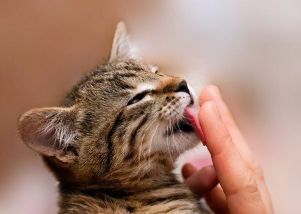 猫咪为什么总是喜欢舔人手脚?其实它想表达这 5 个需求