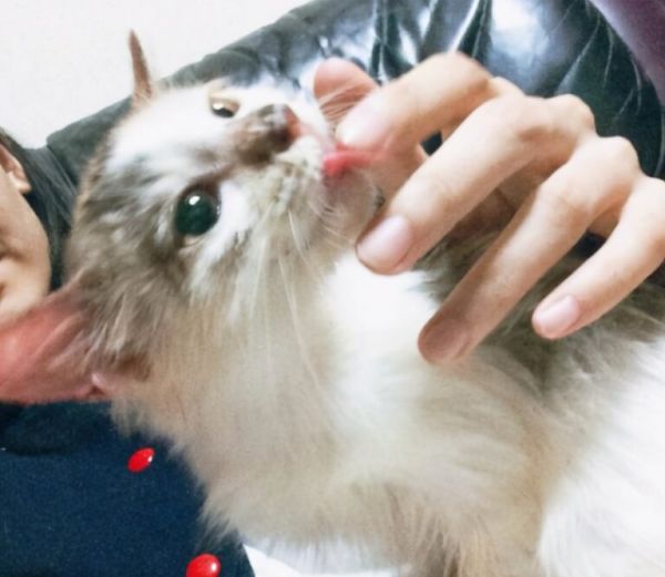 猫咪为什么总是喜欢舔人手脚?其实它想表达这 5 个需求