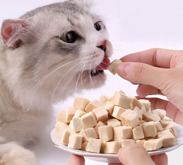 猫咪为什么总是喜欢舔人手脚?其实它想表达这 5 个需求