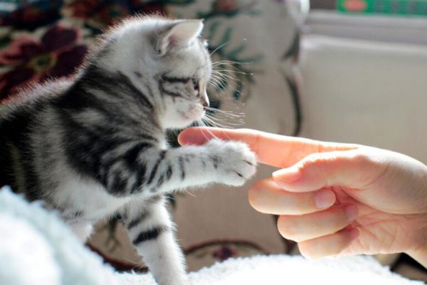 猫咪为什么总是喜欢舔人手脚?其实它想表达这 5 个需求
