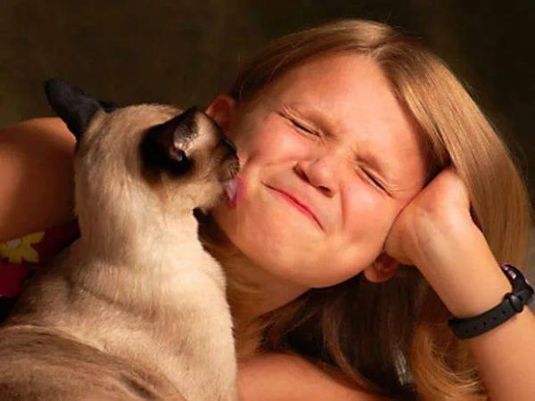 猫咪为什么总是喜欢舔人手脚?其实它想表达这 5 个需求