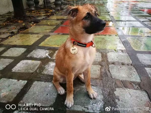 买家秀——雨中凌乱的wifi