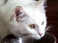 关爱猫咪,更要关爱猫咪身心健康