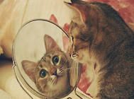 怎样了解猫的内心状态