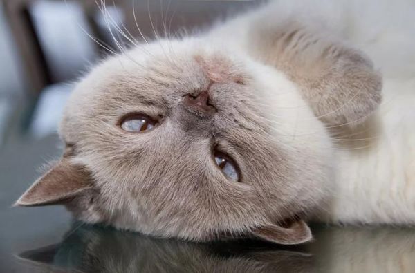 猫狗血糖低，千万要上心!