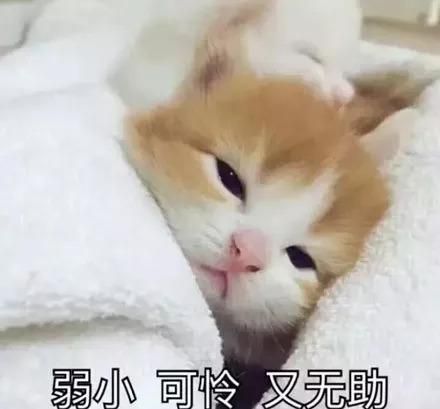 猫狗血糖低，千万要上心!