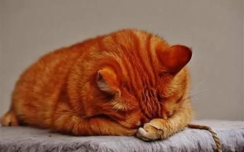 猫狗血糖低，千万要上心!