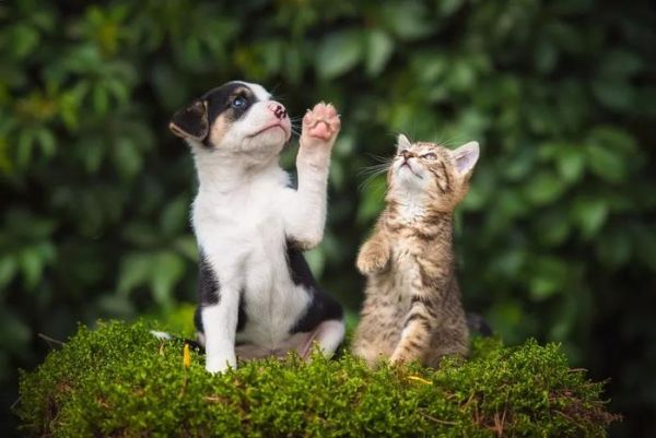 猫狗血糖低，千万要上心!