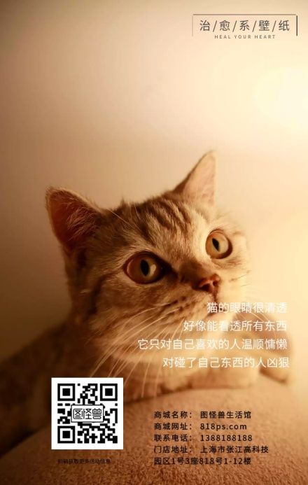 猫咪可爱慵懒萌宠宠物治愈海报
