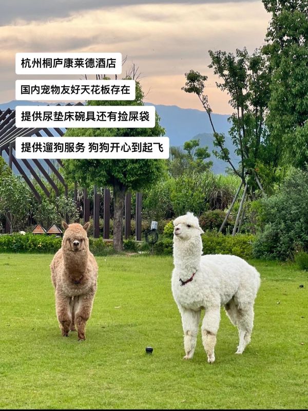 第24集：盘点国内宠物友好奢牌酒店Top8。携宠旅行！一直被粉丝催更的宠物友好奢牌酒店推荐他来啦！！！二狗助力各位家长有更安心的旅途，出行认准二狗旅行#五星级酒店 #留学生 #宠物友好酒店