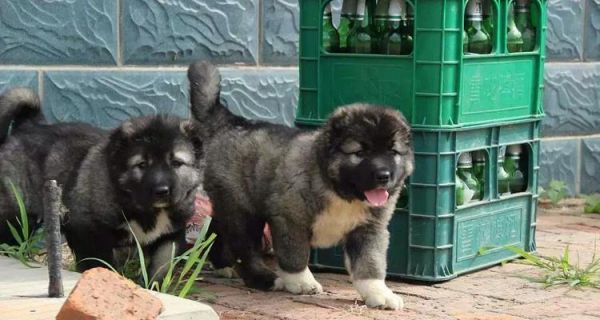 选购高加索，正确技巧！（如何选择一只健康，温顺的高加索犬？）