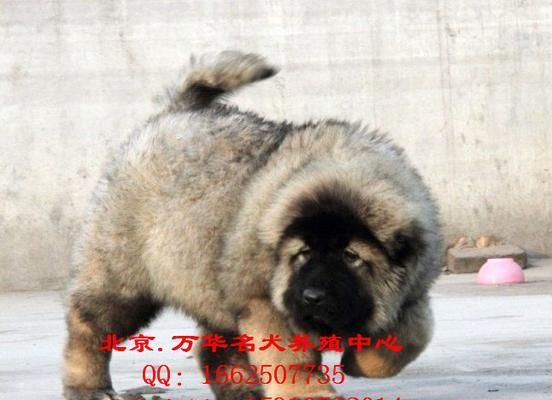 选购高加索，正确技巧！（如何选择一只健康，温顺的高加索犬？）