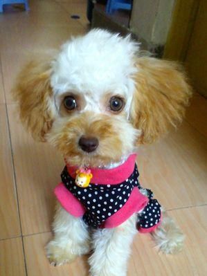 养贵宾犬的必知之道（一只贵宾犬的陪伴，需要你的关爱与耐心）