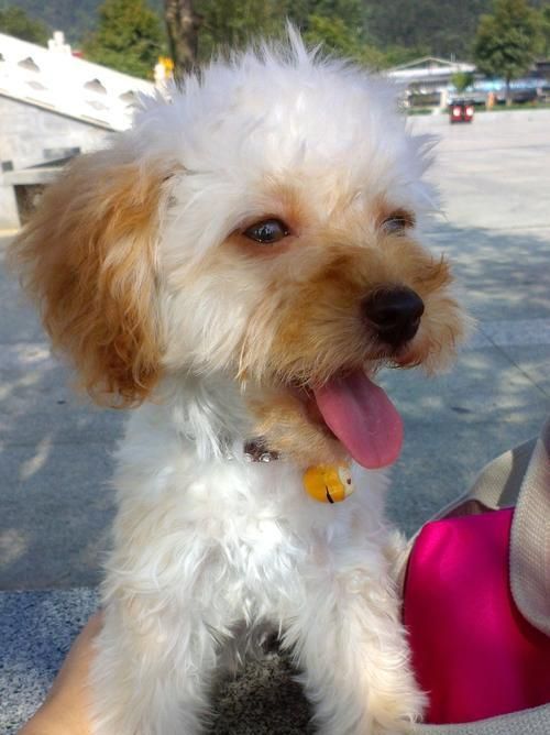 养贵宾犬的必知之道（一只贵宾犬的陪伴，需要你的关爱与耐心）