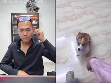 #潘宏训狗名场面大赏 #潘宏直播训狗 #潘宏爱玩狗 #看一遍笑一遍