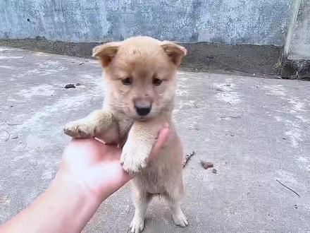 十几块买回一只刚满月的田园犬,刚到家就开始认主,还特别聪明 #作品同步头条赢激励 #不养狗不知道养狗的乐趣 #让野生动物别再来干扰老农民的致富积极性了 #狗狗的灵性超乎人类的想象 #它只是不会说话其实它什么都懂