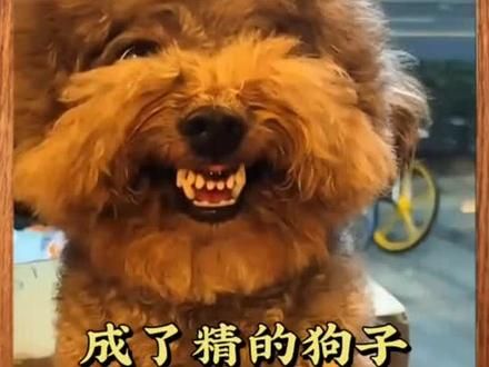 #狗狗的灵性超乎人类的想象
