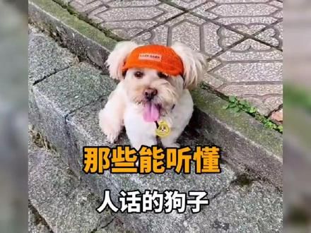 小狗与人无障碍交流!# 狗子的迷惑行为 # 汪星人 # 狗 #有灵性的狗狗 #狗狗的灵性超乎人类的想象