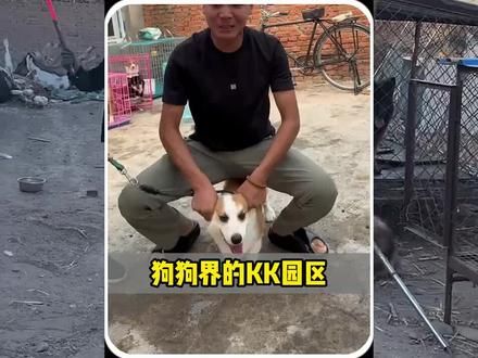 狗狗界的kk园区#不养狗不知道养狗的乐趣 #萌宠出道计划 #神奇动物在抖音 #萌宠日常记录 #有灵性的狗狗
