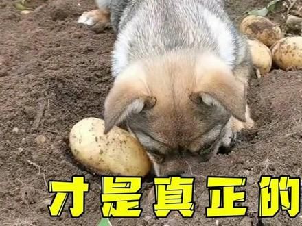 原来只有在农村长大的狗子,才能体会到真正的快乐!#这狗成精了#狗狗的迷惑行为#家有傻狗