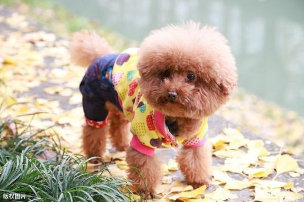 同是宠物狗，为什么说贵宾犬要比柯基犬好养