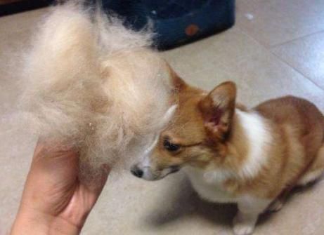 同是宠物狗，为什么说贵宾犬要比柯基犬好养