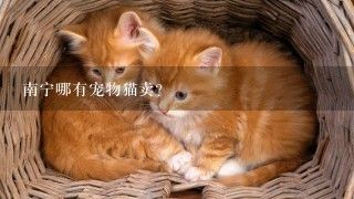 南宁哪有宠物猫卖？