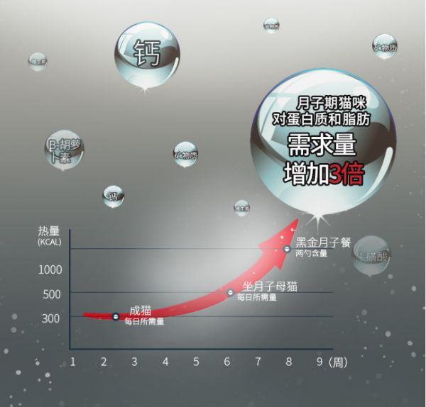 猫咪奶水不足不要慌，月子餐催奶好配方