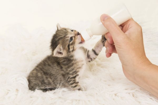 猫咪奶水不足不要慌，月子餐催奶好配方