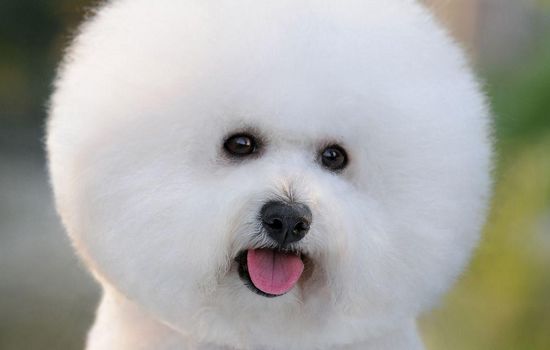 训练狗狗不乱咬东西 乖狗狗养成手记