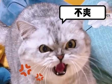 被称为邪恶银渐层,都是有原因的 #银渐层 #猫咪冷知识 #科学养猫 #养猫经验 #猫咪