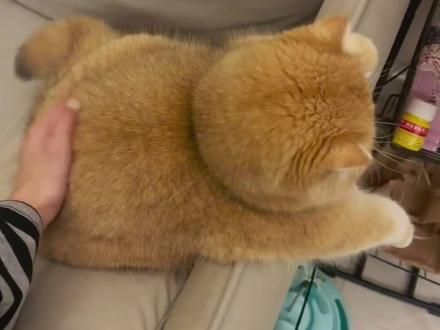 #金渐层 #这小猫谁养谁不迷糊 #英短金渐层 #谁能拒绝傻憨憨的小猫咪 #猫猫治愈一切