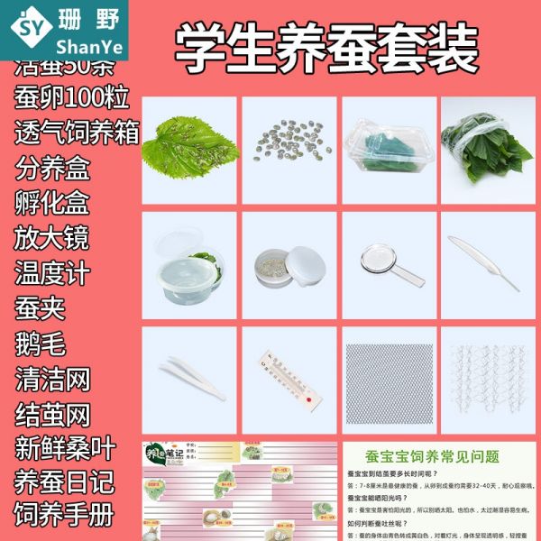 珊野 科普蚕宝宝活体套装金丝蚕卵新鲜桑叶幼虫活体白色饲料养蚕彩顺丰 学生养蚕套(标准)(顺丰)