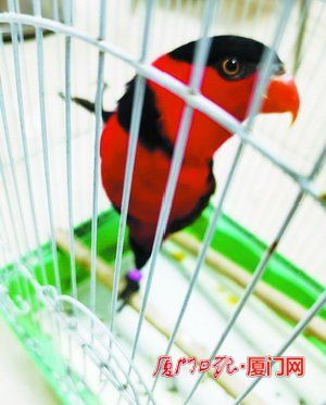 鹦鹉飞进家居民想养它 上网一查竟是濒危保护动物