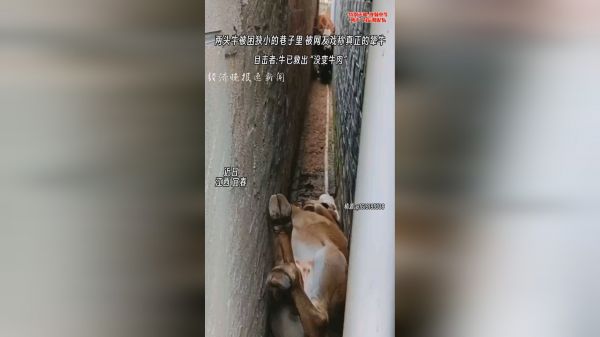 两头牛被困狭小的巷子里，网友:真正的犟牛。