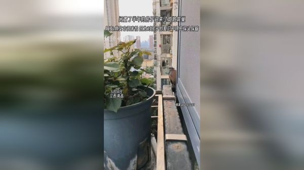 闲置半年的房子迎来了斑鸠筑巢，网友:探头探脑的样子好可爱。