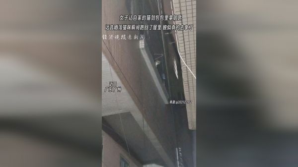 主人喊话去包里拿钥匙，猫咪貌似听懂了，屁颠屁颠跑回屋去取。
