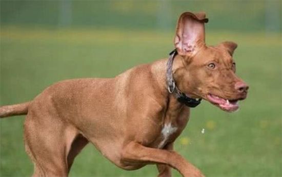 维兹拉犬训练技巧有哪些
